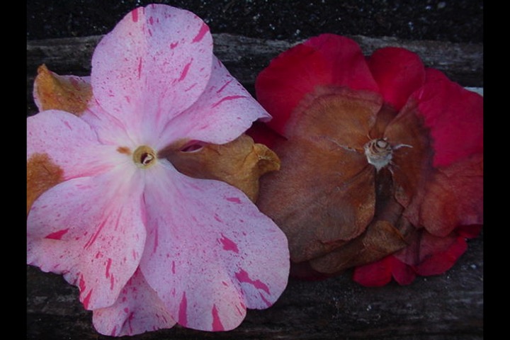 petal-blight-ctt-stop-4-1.jpg